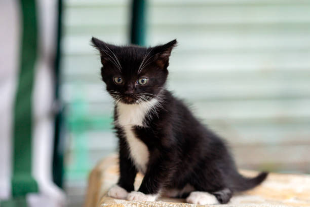 A feral cat or a stray cat is an unowned domestic cat