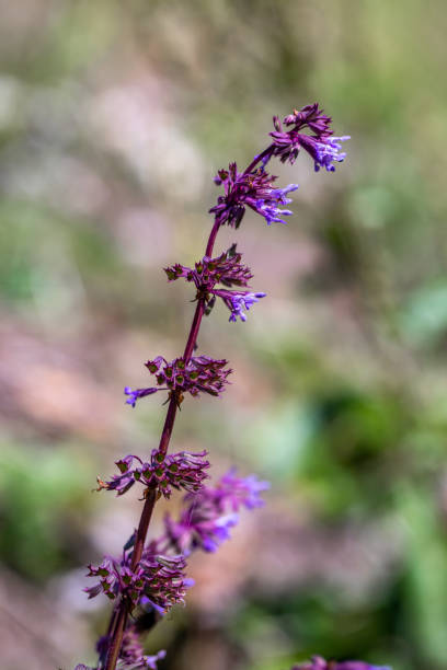 istock Salvia verticillata flower in meadow 1398230154