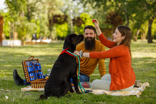 Wide shot of cheerful young couple having a picnic at the park and giving their brown Labrador fresh strawberry as a treat for good behavior.