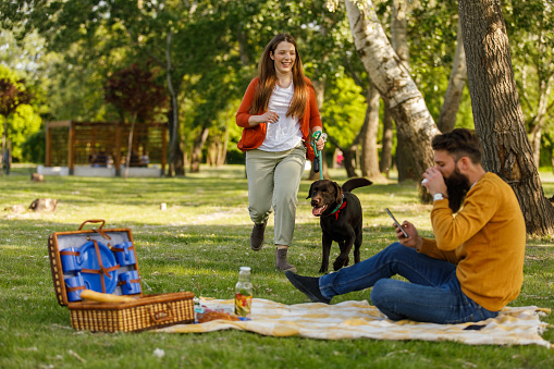 Candid shot of joyful young woman running towards her boyfriend, with their chocolate Labrador, while he is sitting on a picnic blanket, using smart phone and taking a sip of his drink.