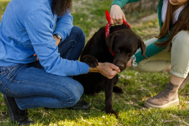 istock Couple doing some obedience training with their chocolate Labrador while grooming him at the park 1398230697