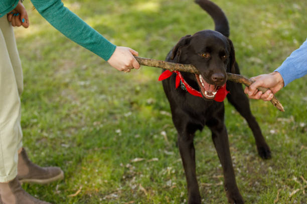 Candid shot of adorable brown Labrador biting a stick that his owners, unrecognizable couple, are holding and pulling while playing together at the park.