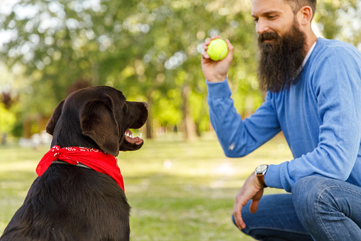 Selective focus shot of young man holding a tennis ball and obedience training his chocolate Labrador while playing catch at the park.
