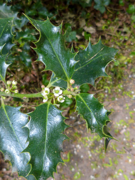istock Green leaves of common holly 1398235065