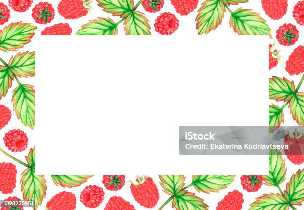 Raspberry Border Rectangle Rectangle Raspberry Frame Watercolor Illustration Isolated On A White ...