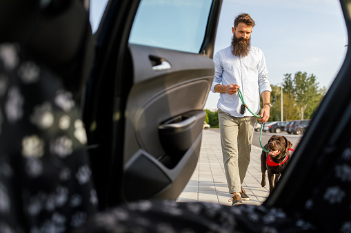 Candid shot of chocolate Labrador on the leash and his owner walking towards the open back door on a car when going for a ride. Focus on background.
