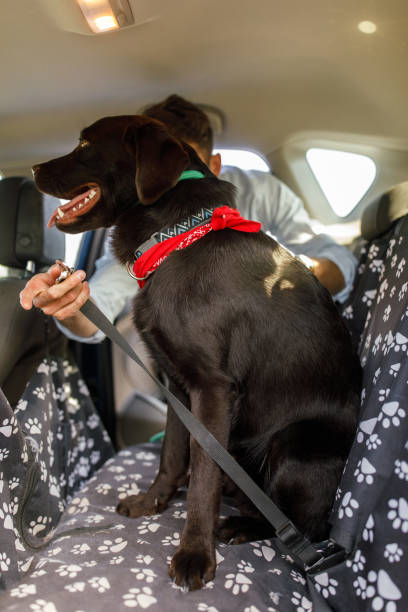 istock Owner securing his dog on the backset with a doggy seatbelt before going for a ride 1398235993