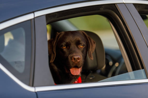 Excited dog looking at camera while sticking his head through an open car window