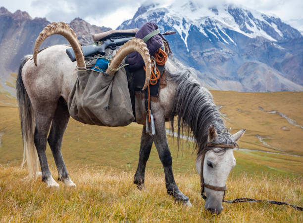 istock White pack horse with saddle and load is resting on the pass. 1398238561