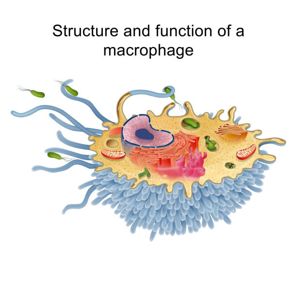 マクロファージの構造と機能 - prokaryotic cell点のイラスト素材／クリップアート素材／マンガ素材／アイコン素材