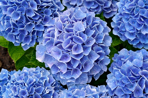 Tokyo, Japan - May 20, 2022: Closeup of blue hydrangea after the rain