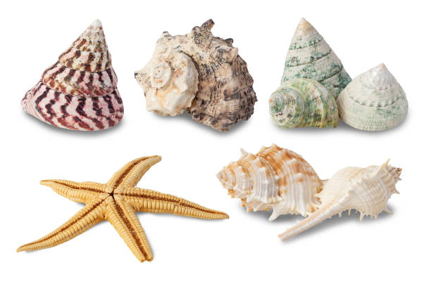 istock Sea shells collection isolated on white background with clipping path 1398241545