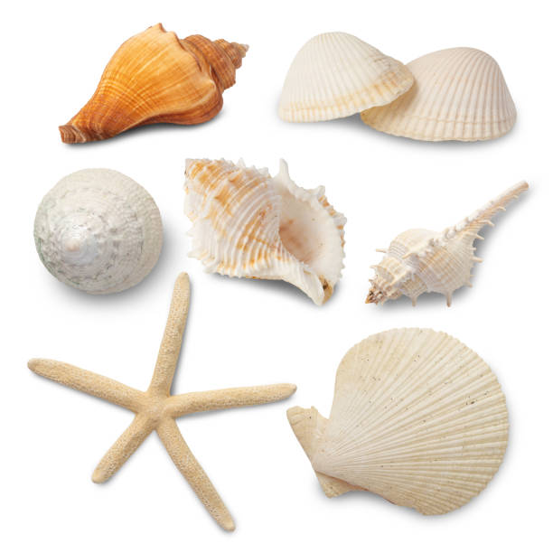 istock Sea shells collection isolated on white background with clipping path 1398241546