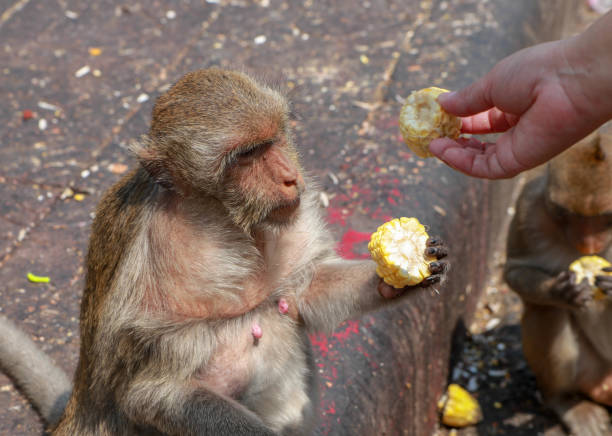 istock People feeding monkey on street. 1398243153
