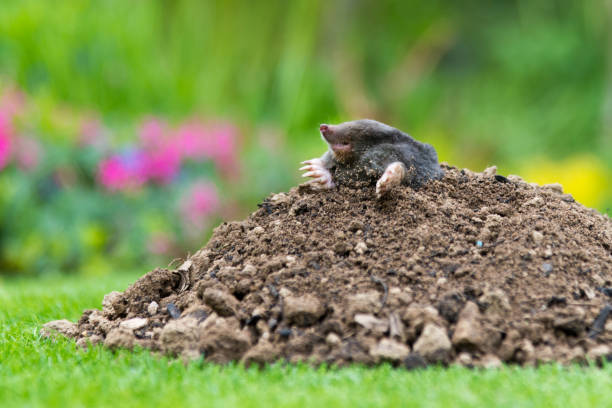 istock Mole on the top of the mole hill 1398243315