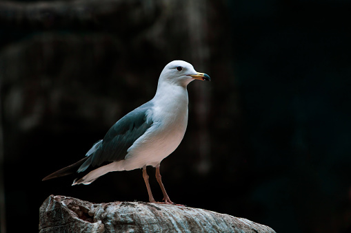 A white seagull perched atop a series of wooden groynes