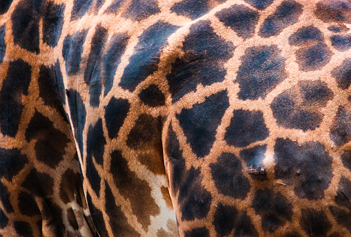 Giraffe skin texture
