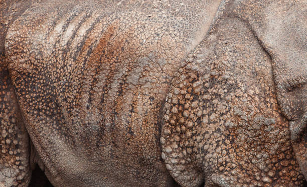 Rhinoceros skin