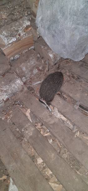 istock The cunning hedgehog crawls into the woodshed. 1398245848
