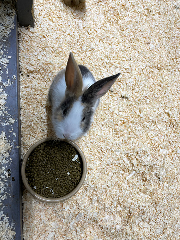 Stock photo showing a cute baby rabbit (around ten weeks), sitting on wood shavings, on the floor of the pet shop cage where they are being sold as a pet for young children.