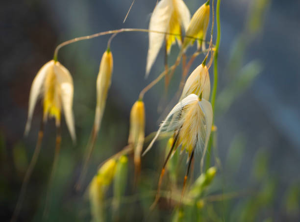 Wild grass Avena fatua in Greece at sunset Wild grass Avena fatua in Greece at sunset avena fatua stock pictures, royalty-free photos & images