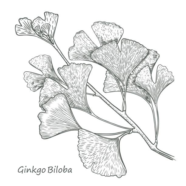 ilustrações, clipart, desenhos animados e ícones de esboço ginkgo biloba mão desenhado vetor eps 10 - ginkgo ginkgo tree leaf biloba