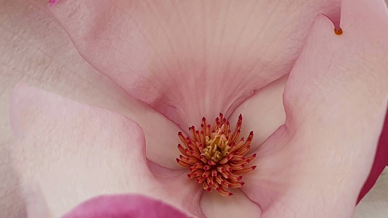 Bush of beautiful pink roses. Peony-shaped double rosebuds in the garden under the sun.