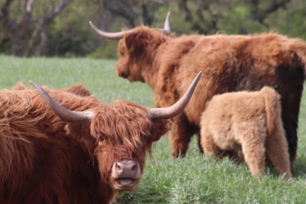 istock Highland cows and calf 1398250168