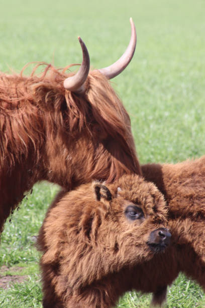 istock Highland cow and calf 1398250173