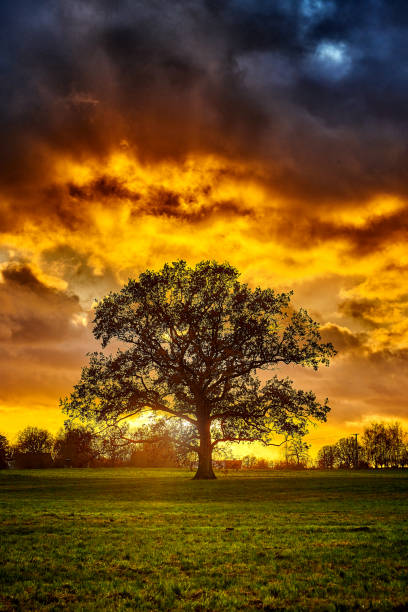 Tree shape at dusk