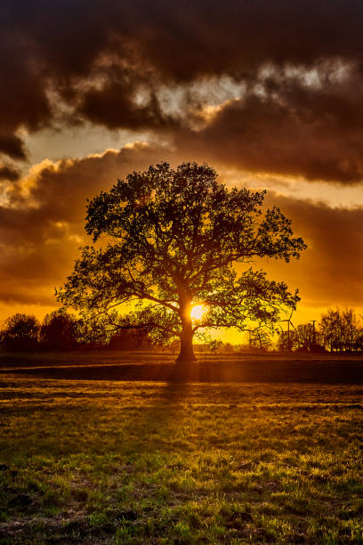 istock oak tree silhouette alone on meadow in sunset 1398250240