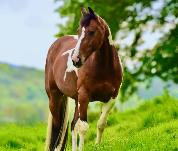 istock Beautiful Horse Grazing 1398250599