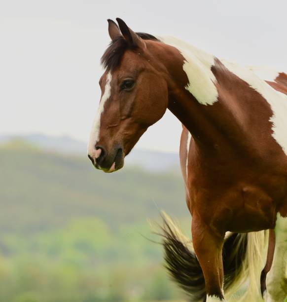 istock Beautiful Horse Grazing 1398250631