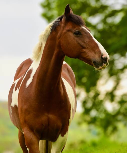 istock Beautiful Horse Grazing 1398250654