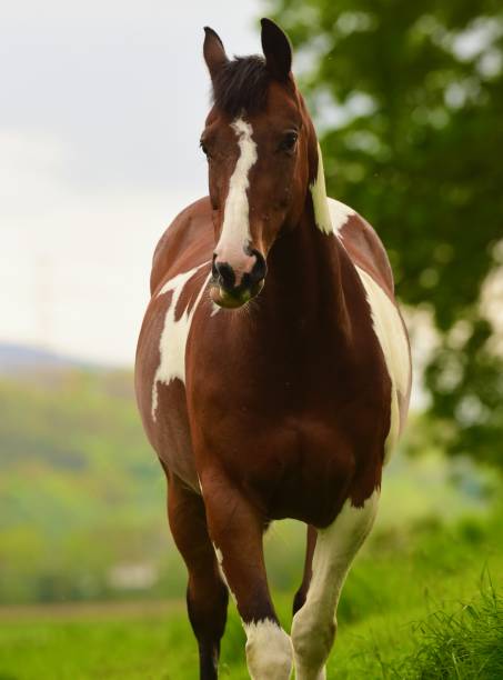 istock Beautiful Horse Grazing 1398250667