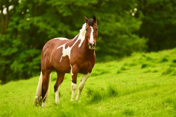 istock Beautiful Horse Grazing 1398250685
