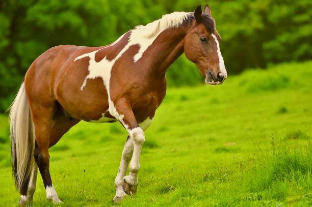 istock Beautiful Horse Grazing 1398250699