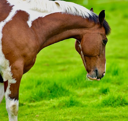 Brown and white young horse in a meadow, Alberfelty, Scotland