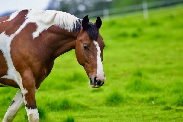istock Beautiful Horse Grazing 1398250745