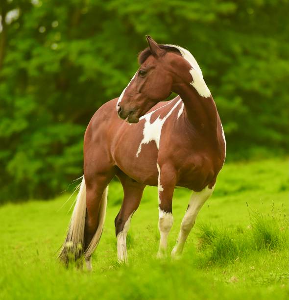 istock Beautiful Horse Grazing 1398251403