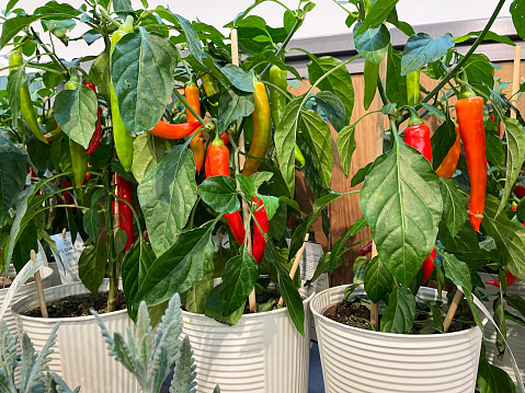 Stock photo showing close-up view of some chilli pepper plants with large green leaves, growing in white pots for sale in garden centre.