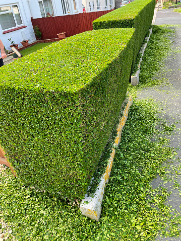 Stock photo of showing a heavily pruned evergreen common privet (ligustrum ovalifolium) hedge.