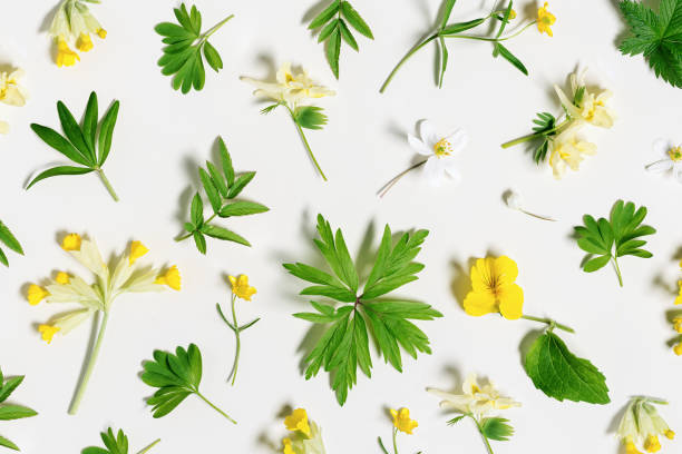 Stylish botanical background with spring flowers and green leaves. Floral flat lay pattern close up, beautiful field grass, wild flower. Greens and blooming Altai herbs pattern, spring concept. Stylish botanical background with spring flowers and green leaves. Floral flat lay pattern close up, beautiful field grass, wild flower, leaf. Greens and blooming Altai herbs pattern, spring concept. corydalis lutea stock pictures, royalty-free photos & images
