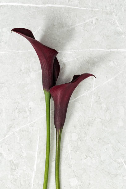 dos flores de lirio calla de color púrpura oscuro sobre fondo de mármol. diseño floral natural minimalista. cerca flor floreciente con la luz del día. floración fresca calla buds vista superior, estilo de vida estético - 7958 fotografías e imágenes de stock