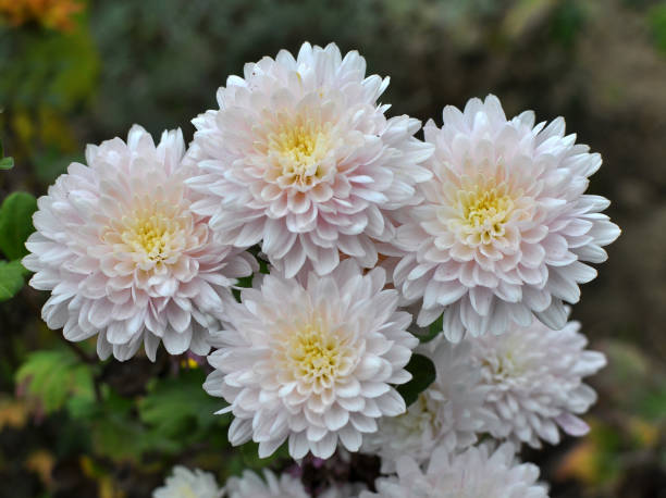 istock Autumn bloom of chrysanthemum 1398251744