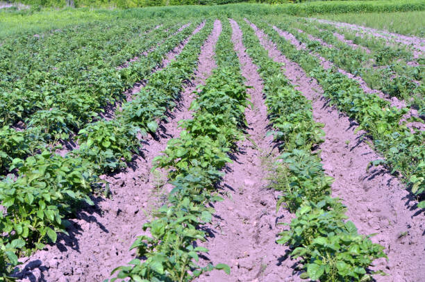 istock Young potatoes grow on the farm field 1398252896