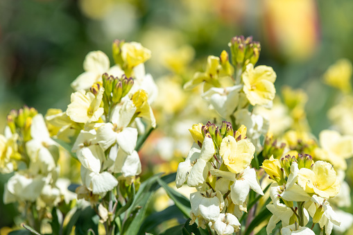 Close up of yellow wallflowers in bloom