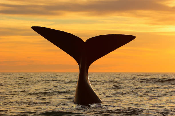 Southern right whale fluke in Patagonia