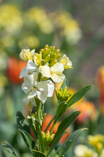 Close up of yellow wallflowers in bloom