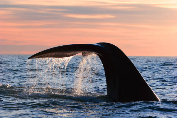 istock Southern right whale fluke 1398253797